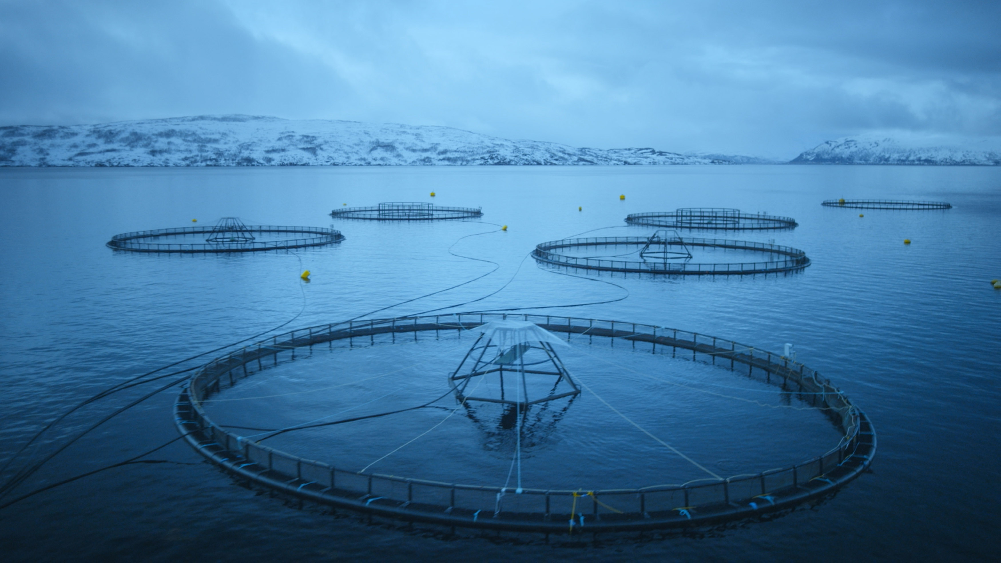 1527499016_norwegian_aquaculture___credit_norwegian_seafood_council__try.jpg