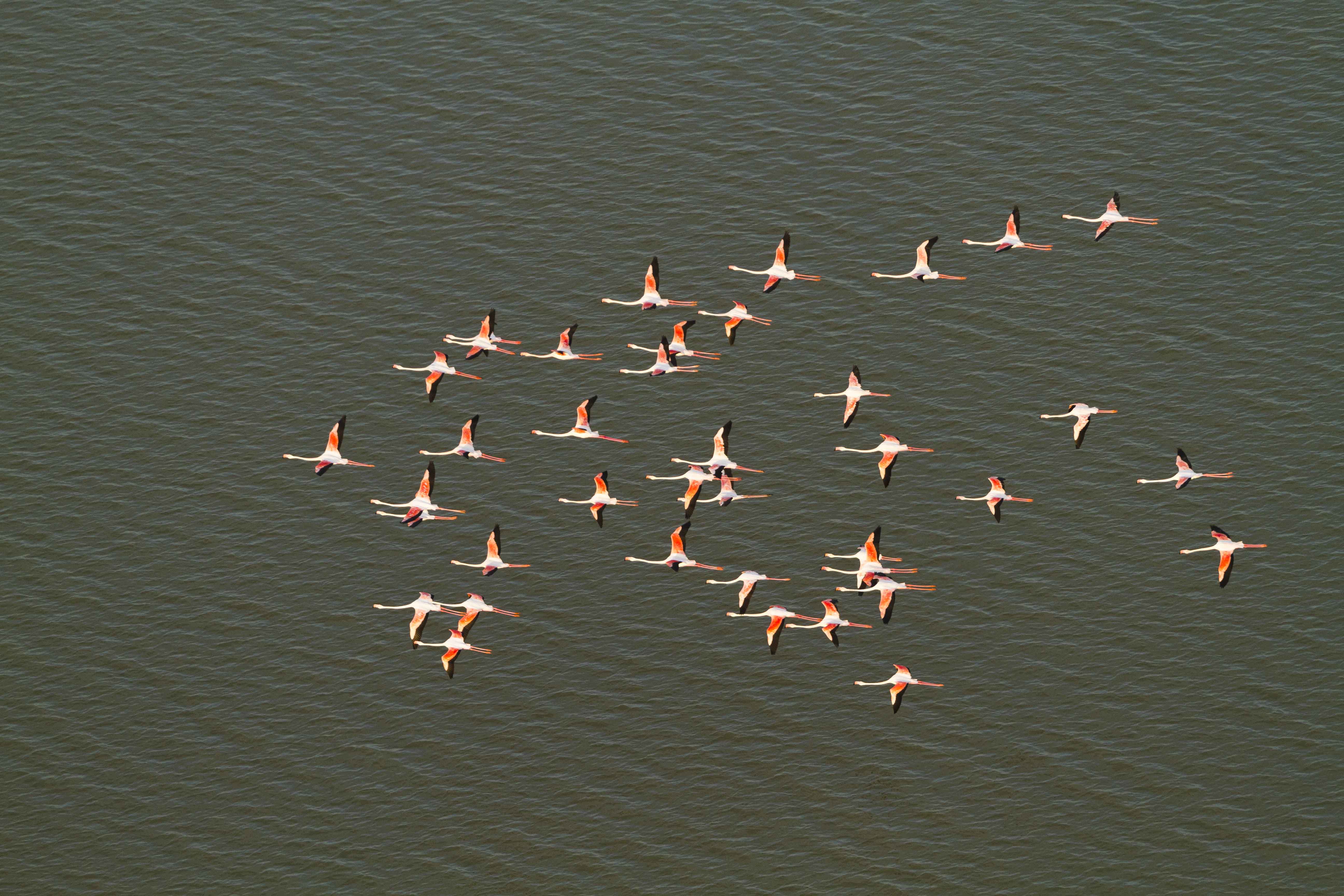 1545644233_flamingo1.jpg