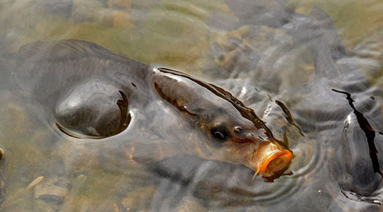 229623.jpg 229623.jpg