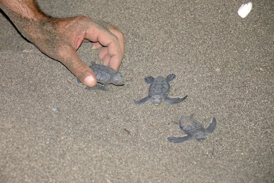 aa-20230811-31893705-31893699-mersinde-kaplumbaga-yavrulari-denizle-bulustu.jpg