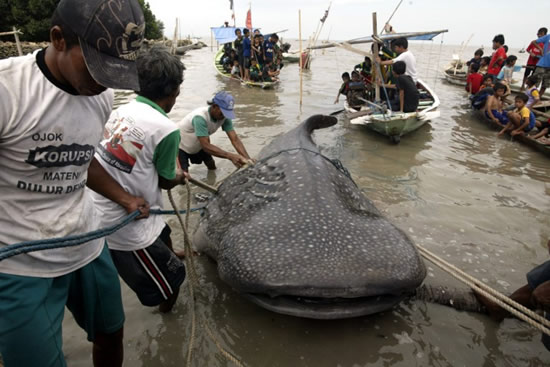 balina_kopekbaligi.jpg balina_kopekbaligi.jpg