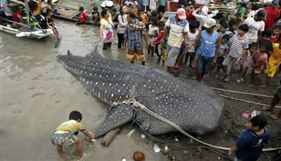 balina_kopekbaligi1.jpg balina_kopekbaligi1.jpg