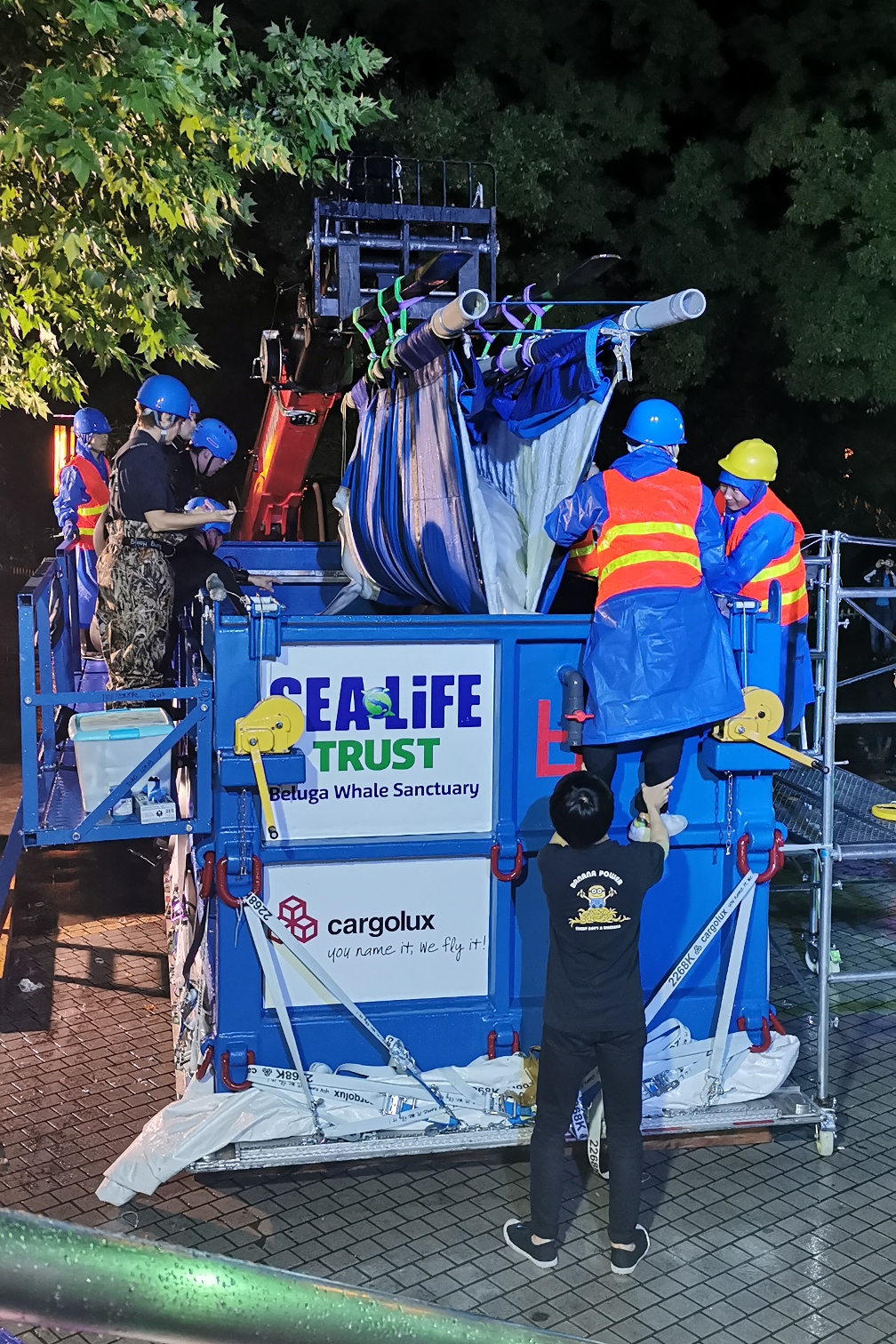 beluga6.JPG