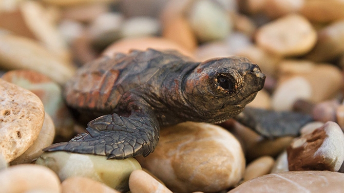 caretta1-2.jpg caretta1-2.jpg