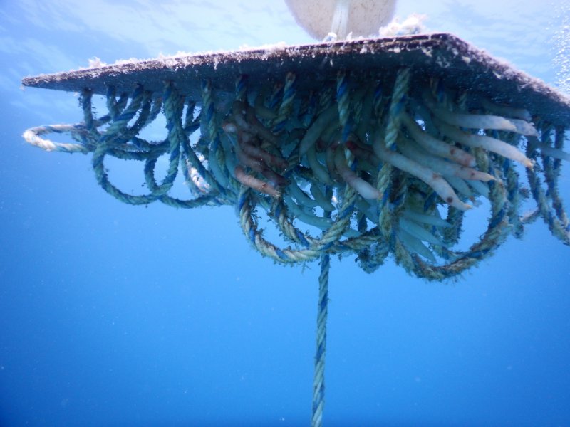 cesmemarina-newsquidnests-may2019-3.jpeg