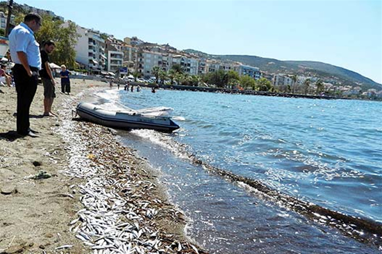 dikili_balik.jpg dikili_balik.jpg