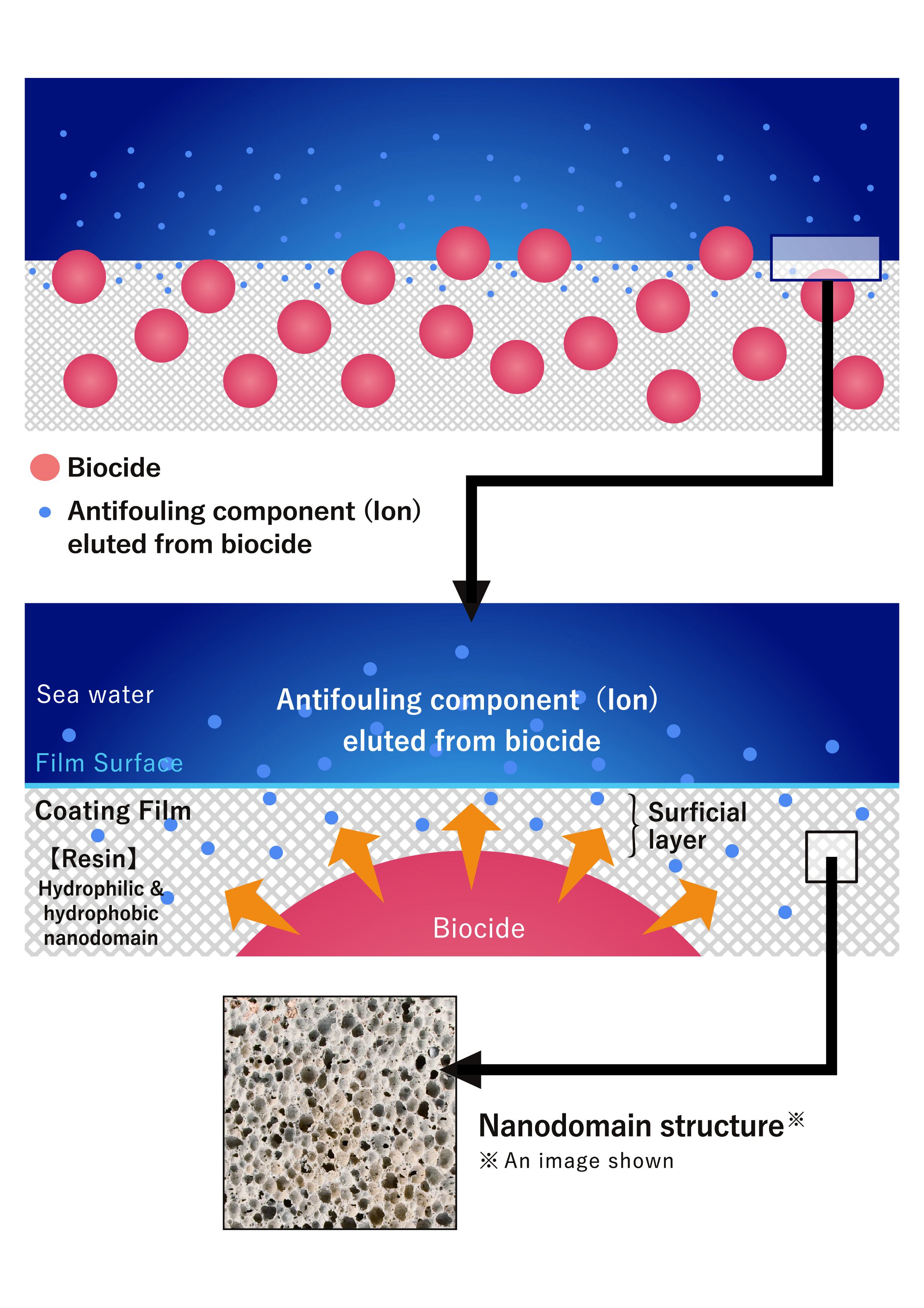fastar-nanodomain-structure-image.jpg