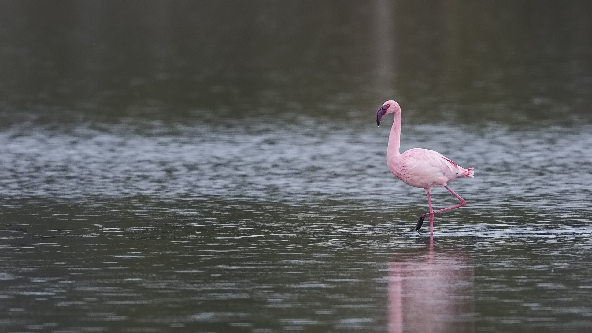 flamingo.jpg