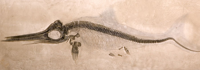 fosil1.jpeg