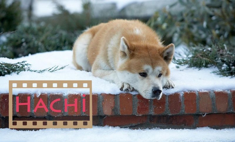hachi.jpg