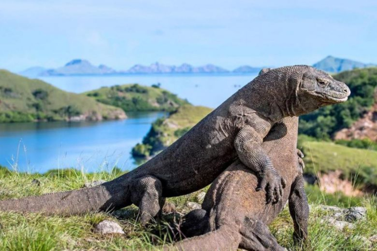 komodo-ejderleri1.jpg