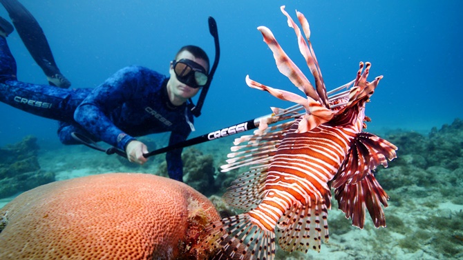 lionfish_1.jpg