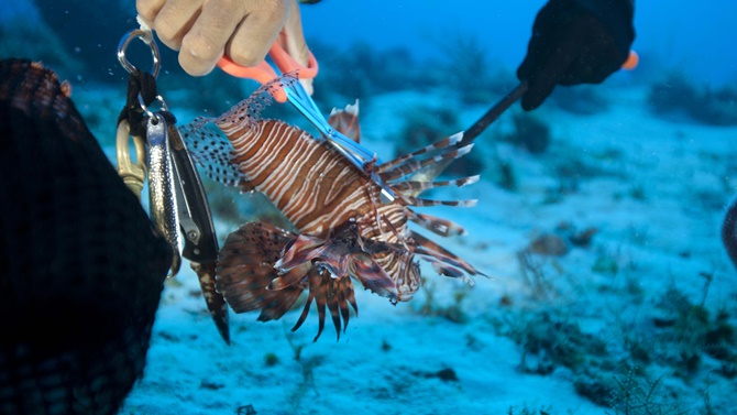 lionfish_2.jpg