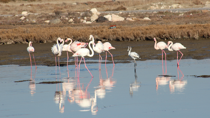 pembe-flamingolar.png