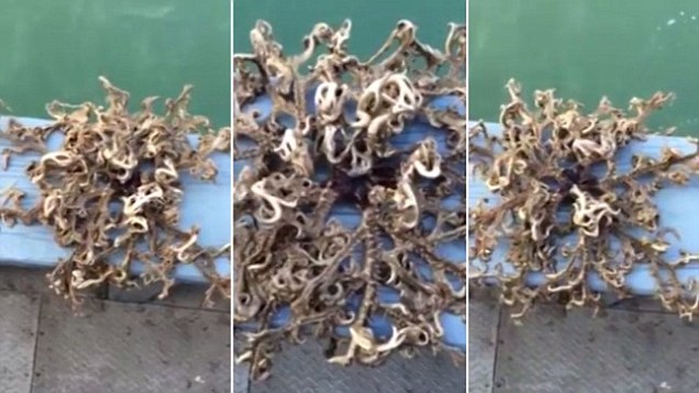 video-undefined-221a956f00000578-878_636x358.jpg video-undefined-221a956f00000578-878_636x358.jpg